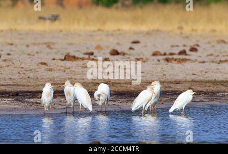 Herde von Kuhrreihern - Bubulcus ibis - an der Küste eines Wasserlochs im Hwange National Park, Simbabwe Stockfoto