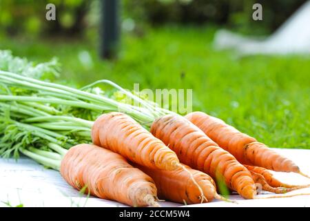 Frische und süße Karotte mit Blättern auf grünem Hintergrund. Stockfoto