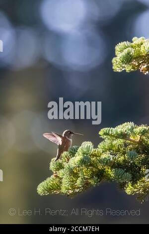 Rufous Kolibri, Selasphorus rufus, Weibchen ruht auf einer Subalpine Fir am Rande einer Bergwiese auf dem Snowgrass Trail in der Ziegenfelsen Wil Stockfoto