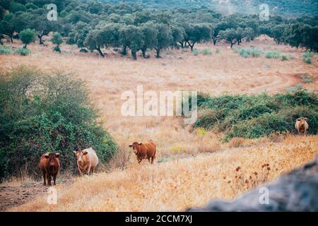 Kühe und Stiere auf der Weide von extremadura. Stockfoto