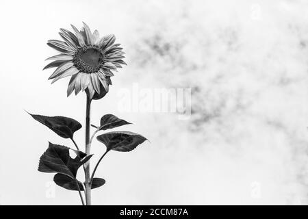Eine einjährige Sonnenblume (Helianthus) steht gegen eine scheinbare Wand von Weiße Wolken Stockfoto