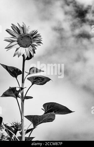 Eine einjährige Sonnenblume (Helianthus) steht gegen eine scheinbare Wand von Weiße Wolken Stockfoto