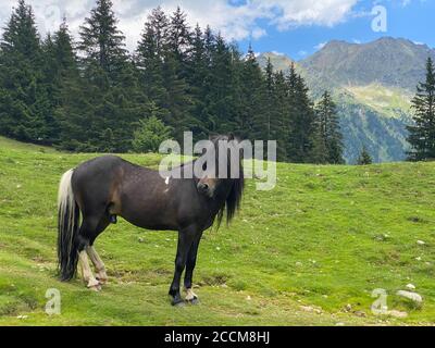 Das Pferd auf der Alm, Duisitzkarsee, Österreich.der Duisitzkarsee ist wohl einer der schönsten Bergseen im Schladminger Tauer Stockfoto