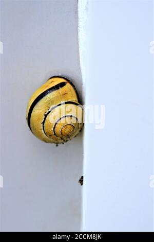 Nahaufnahme der goldenen Spiralschnecke an einer Wand Stockfoto