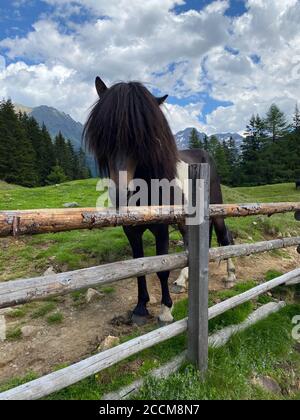 Das Pferd auf der Alm, Duisitzkarsee, Österreich.der Duisitzkarsee ist wohl einer der schönsten Bergseen im Schladminger Tauer Stockfoto