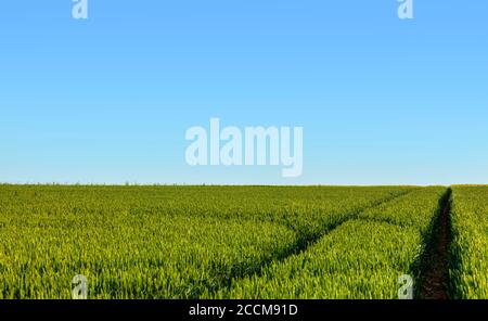 Spuren von Traktor in einem grünen Feld von Getreide. Stockfoto