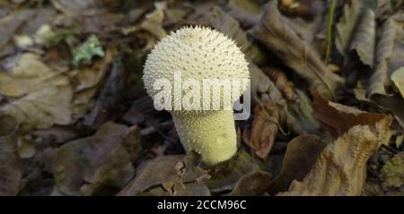 Pilz Lycoperdon, Puffball, im Wald, flach dof Stockfoto