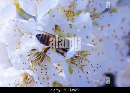 Honigbiene bestäubende Pflaumenbaum (Coccoloba diversifolia) Baum blüht Stockfoto