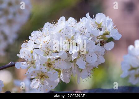 Pflaume Coccoloba diversifolia Baum blüht Stockfoto