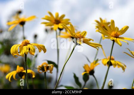 Jerusalem Artischocke Blume. Stockfoto
