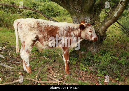 Englische Longhorn-Kuh (Bos primigenius) grast auf Heide am Kinver-Rand Staffordshire, England, Großbritannien. Stockfoto