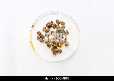 Schimmel und Pilze aus der Nähe wachsen auf Wassermelonen Körner Stockfoto