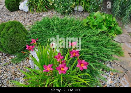Schöne blühende rosa Tageslilie oder Hemerocallis aus der Nähe im Sommer steinigen Garten in der Nähe Zwerg Nadelpflanzen: wacholder, Thuja. Gartenarbeit, florisch Stockfoto