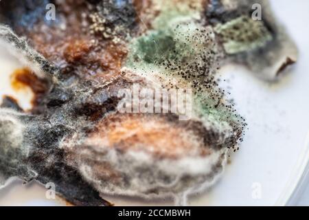 Pflaumenstücke flatterten mit Schimmel und Pilzen Stockfoto