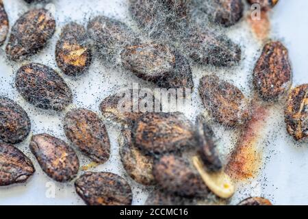 Schimmel und Pilze aus der Nähe wachsen auf Wassermelonen Körner Stockfoto