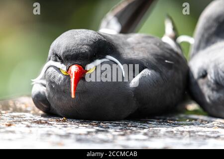 Porträt einer Inka-Seeschwalbe (Larosterna inca) Stockfoto