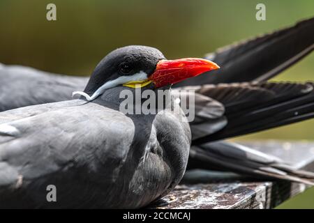 Porträt einer Inka-Seeschwalbe (Larosterna inca) Stockfoto