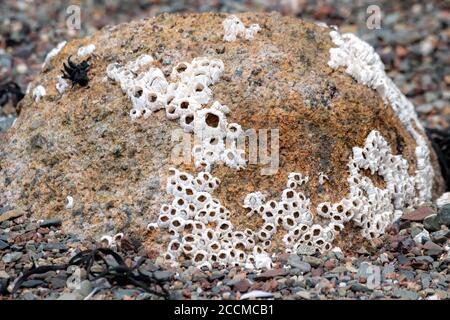Ein kleiner Felsen mit Seepocken an einem Strand bei Ebbe bedeckt. Stockfoto