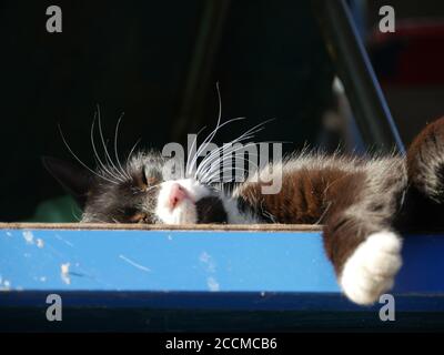Mustachioed schwarz Smoking Katze schlafen in der Sonne Nahaufnahme niedrig Sichtwinkel Stockfoto