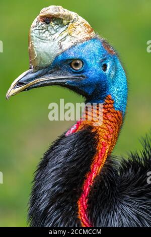 Nördliche oder einwattelte Cassowary (Casuarius unappendiculatus) Stockfoto