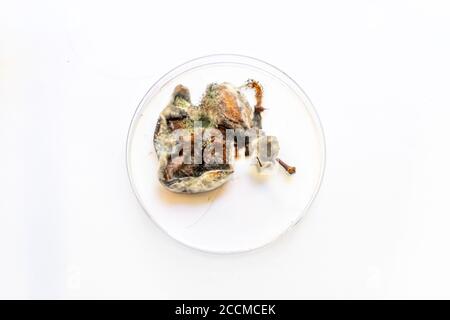 Pflaumenstücke flatterten mit Schimmel und Pilzen Stockfoto