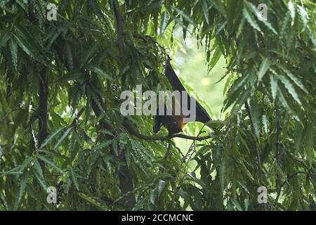 Der indische fliegende Fuchs (Pteropus giganteus) auch bekannt als die große indische Fruchtfledermaus, die an einem Baum hängt. Stockfoto
