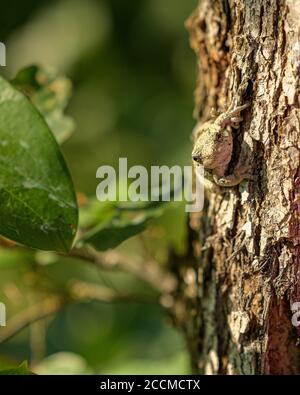 Amerikanischer Baumfrosch Stockfoto
