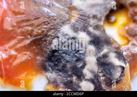 Blick auf wachsenden Schimmel auf der Oberfläche einer verfaulten Tomate. Stockfoto