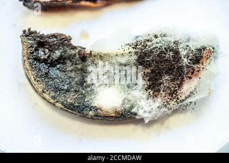 Pflaumenstücke flatterten mit Schimmel und Pilzen Stockfoto