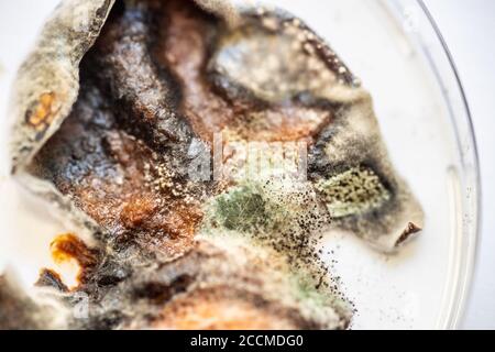 Pflaumenstücke flatterten mit Schimmel und Pilzen Stockfoto