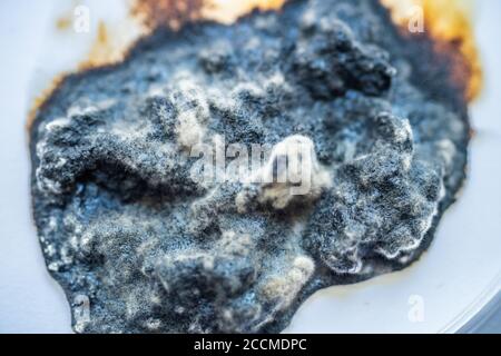 Pflaumenstücke flatterten mit Schimmel und Pilzen Stockfoto