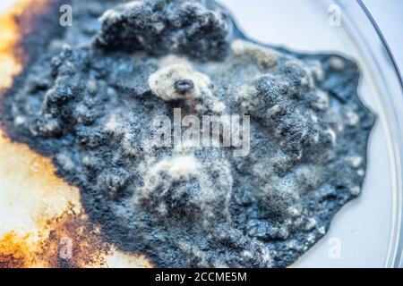 Pflaumenstücke flatterten mit Schimmel und Pilzen Stockfoto