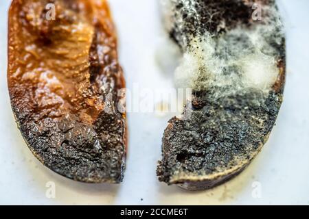 Pflaumenstücke flatterten mit Schimmel und Pilzen Stockfoto