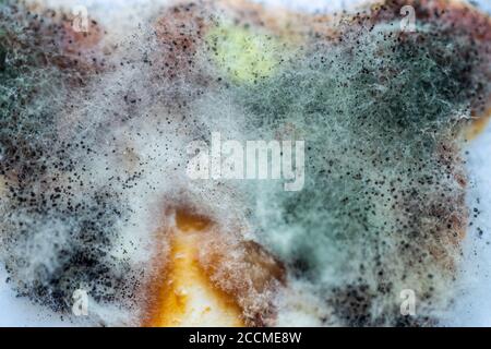 Ein Stück Nahrung mit Schimmel und pathogenen Pilzen bedeckt Dreht Nahaufnahme Stockfoto