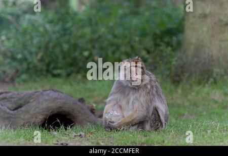 Woburn, Großbritannien. August 2020. Ein Barbary Macaque gesehen im Woburn Safari Park in Bedfordshire, England. Autos dürfen keine Fenster öffnen und die Wärter erinnerten die Besucher daran, die Fenster geschlossen zu halten, aber Plastik schaffte es, in das Gehege zu gelangen, wo das Tier versuchte, den Kunststoff zu essen. Kredit: Andrew Steven Graham / Alamy Live Nachrichten Stockfoto