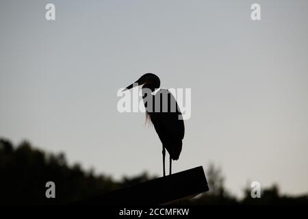 Graustufenaufnahme der Silhouette eines Vogels, auf dem er sitzt Ein Holzstück Stockfoto