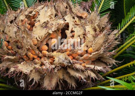 Japanische Sago Palme oder Sotetsu Pflanze weibliche Fortpflanzungsstruktur Nahaufnahme. Cycas revoluta. Stockfoto