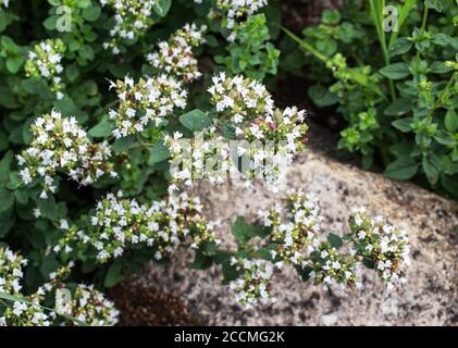 Majoran Pflanze mit kleinen weißen Blüten bedeckt. Origanum majorana oder süßer Majoran. Stockfoto