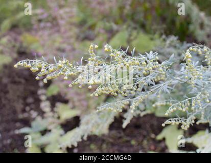 Große Wermut oder Absinth Sageworth oder Absinthium blühende Pflanze. Artemisia absinthium Stockfoto