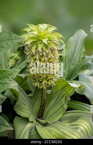 Eucomis bicolor variegated Ananas Lilie bulbous blühende Pflanze der Familie Asparagaceae Unterfamilie Scilloideae Stockfoto