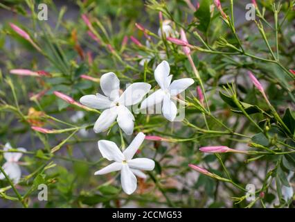 Gewöhnliche Jasminpflanze mit Blüten und Knospen aus der Nähe. Jasminum officinale. Stockfoto