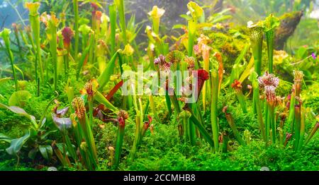 Die Pflanze ist ein Raubtier von sarracenia. Terrarium mit grünen Pflanzen. Natürlicher Hintergrund der Pflanzen. Stockfoto