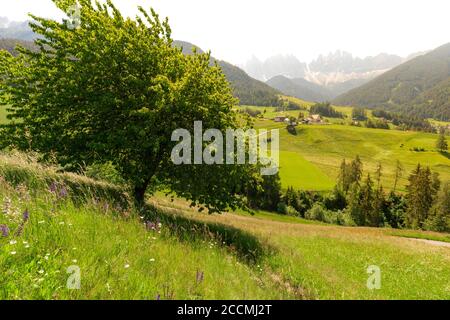 Weitwinkelansicht eines italienischen Tals, mit einem Baum im Vordergrund und einer kleinen Kirche umgeben von Wiesen und Bäumen und Bergen in der Ferne Stockfoto