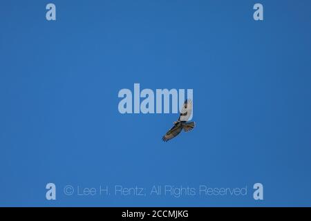 Rotschwanzhawk, Buteo jamaicensis, juvenil mit mittlerem Gefieder, über der Goat Rocks Wilderness, Gifford Pinchot National Forest, Washington St Stockfoto