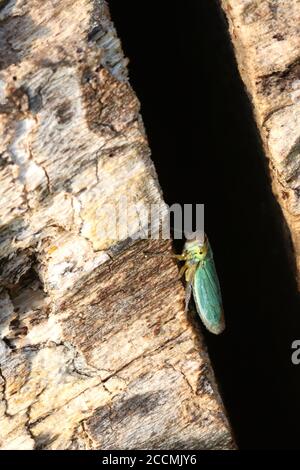 Ein Exemplar von Green Leafhopper (Cicadella viridis), auf einem gefallenen Buchenstamm, aufgenommen in Hunterston in Ayrshire, Schottland. Stockfoto