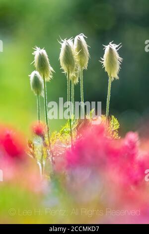 Towhead Baby, Anemone occidentalis, Saatgut Kopf entlang Snowgrass Trail in der Goat Rocks Wilderness, Gifford Pinchot National Forest, Washington State, U Stockfoto