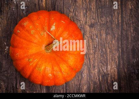 Große ganze Bio Kürbis. Gesundes und leckeres Gemüse. Ernte aus dem Garten. Symbol von Thanksgiving und Halloween. Selektiver Fokus Stockfoto