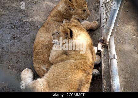 LOS ANGELES - JAN 17: Löwenjungen im Gehege nach der Rückkehr nach Hause nach Creek Fire an der Wildlife Waystation am 17. Januar 2018 in Slymar, CA Stockfoto