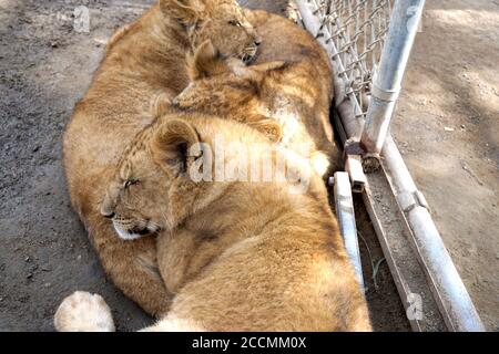 LOS ANGELES - JAN 17: Löwenjungen im Gehege nach der Rückkehr nach Hause nach Creek Fire an der Wildlife Waystation am 17. Januar 2018 in Slymar, CA Stockfoto