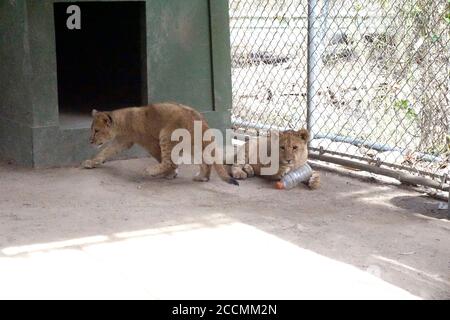 LOS ANGELES - JAN 17: Löwenjungen im Gehege nach der Rückkehr nach Hause nach Creek Fire an der Wildlife Waystation am 17. Januar 2018 in Slymar, CA Stockfoto